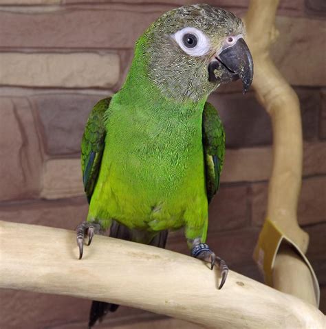 dusky headed conure for sale|conure nesting behavior.